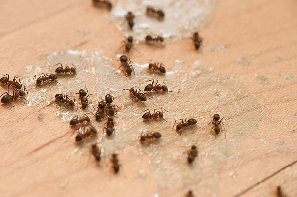 Best Residential Pest Control  in Weatherby Lake, MO