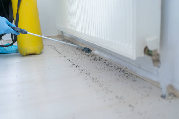 Best Wasp Removal Services  in Weatherby Lake, MO